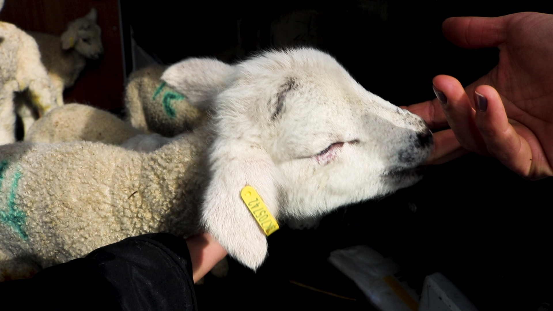 Easter Lamb Rescue Easter Lamb Rescue