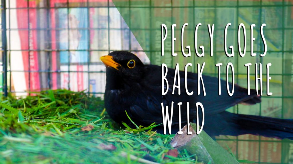 Peggy Goes Wild Watch as we release Peggy back to nature Animal Rescue