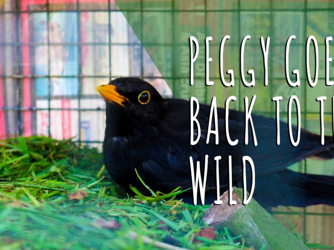 Peggy Goes Wild