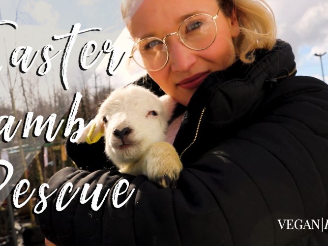Easter Lamb Rescue