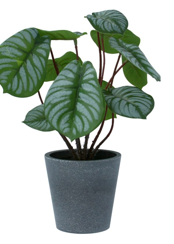 Potted Faux Arrow Root