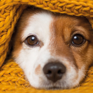 Throws & Blankets