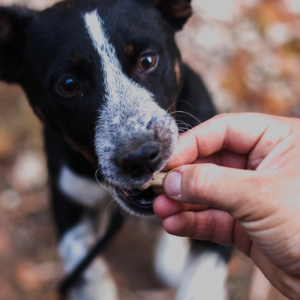 Dog Treats
