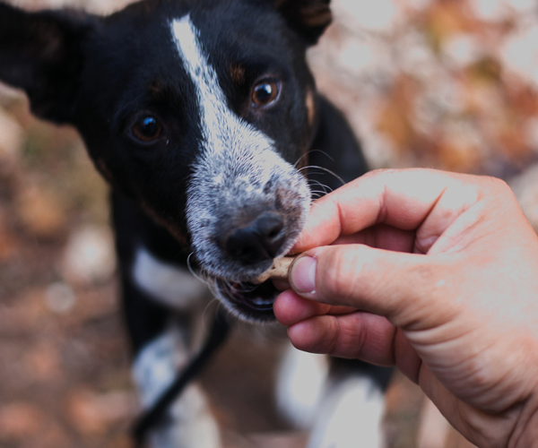 Dog Treats